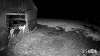 Dogs save sheep from Wolf