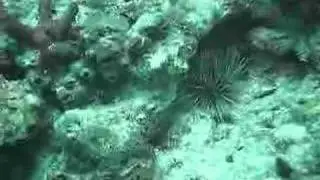 Diadema antillarum