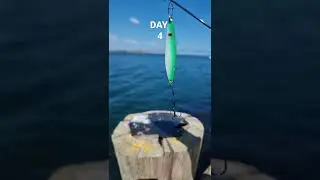 This time a beautiful sea trout #shorts #trout #fishing #angler #spinning