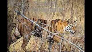 Lion Attacks on Leopard | Attack Fail