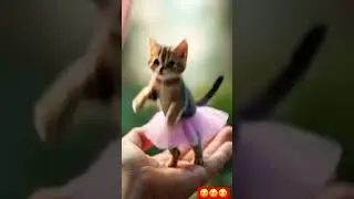 #cute #baby #funny #cutebaby #dance #eleph #viral #cat #imut #catdance #trending
