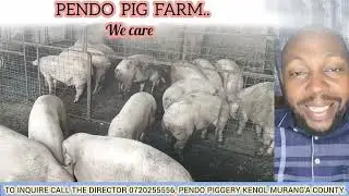 PIG FARMING, PROFITABLE PIGGERY. PENDO FARM- KENOL. Call 0720255556