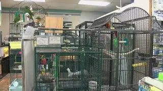 Pet store owner facing cruelty charges planning to downsize number of animals in store