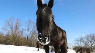 1 HOUR of BEAUTIFUL HORSES in the SNOW ❄️ Relaxing Music, Meditation, Calm & Stress Relief