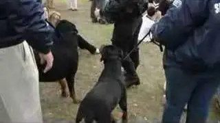 Chasers WOE DVD Extra - Newington Rottweilers