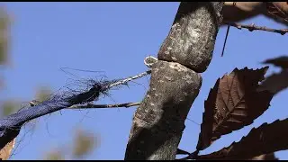 Butterfly Bhutan Trailer
