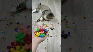 Beads 📿🌼 Cat Barsik Reverse Video #funnyreversecat #cat #catfunny #funnyreverse #funny