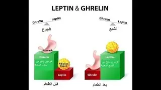 Hunger and Satiety Hormones هرمونات الشبع والجوع