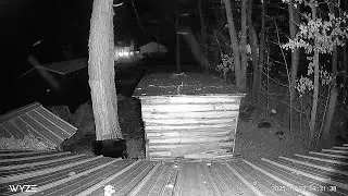 ROD SWARM 39 DEGREES F 1/3 SPEED LASTED ONLY A FEW MINUTES. MULTIPLE CAMERAS RECORDED IN adirondacks