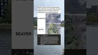 Beaver restore rivers by making ponds Md canals that slow water flow