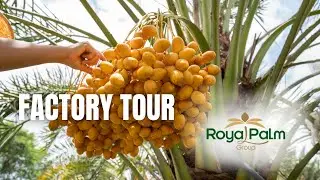 Dates processing & packing | Dates factory tour