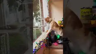 Kitten and other animals #cat #funnycats #funny #catvideos #pets