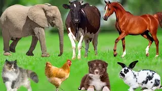 Красивые животные и питомцы: котёнок, корова, собака, ягнёнок, кролик, попугай, свинья, коза, лош...