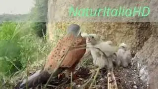 Gheppio nido  - kestrel natural nesting site predation on lizard and birds