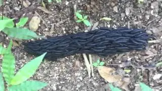 Lagartas venenosas