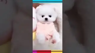 ❤Baby Dogs ❤ - Compilation de vid&eacute;os de chiens mignons et dr&ocirc;les # 6😍