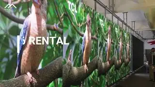 MAXTOP LED Indoor P2 976 Aging Test