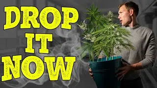Hiding Weed Before Clients Show Up | Real Estate Horror Story