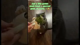Just a little garden snack break &mdash; gourmet grass, of course. 🌱😸#catlove -#catlife #pets #cats