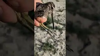 Becaţină comună - Gallinago gallinago - Common snipe #birdsofmoldova #birdinginmoldova #wildlife