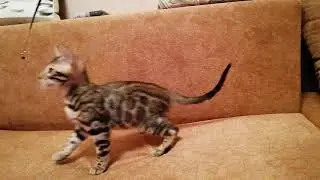 Квинто