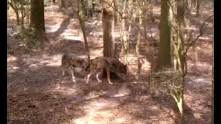 Wolves evolve 3/2/15