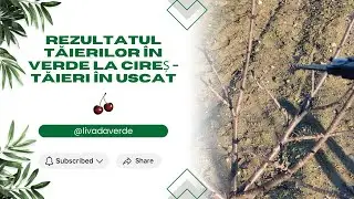 Tăieri la Cireș &icirc;n uscat după tăieri corecte &icirc;n verde 