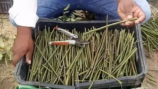 tudo sobre rosas cavalinhos de rosas  aula 1