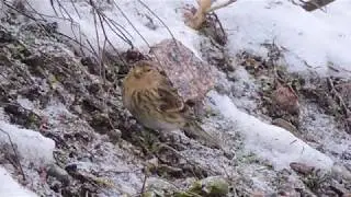 Vuorihemppo Carduelis flavirostris Vantaa Finland 25.1.2015