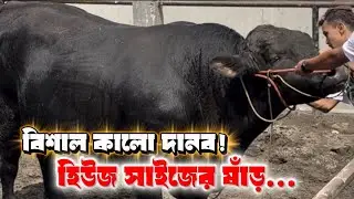 কালো দানব ষাঁড় | বিশাল সাইজের বড় গরু | Biggest Cow Collection | Qurbani Bulls Expo |