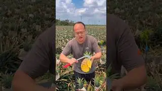 Sweet pineapple juice eating and natural landscape garden #reels #satisfying #pineapple