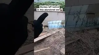 Everything was left behind | Abandoned Zoo 🐒 #abandoned #zoo #urbex #shorts