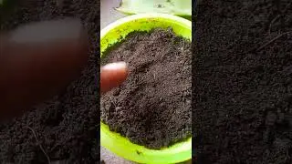 😱how to grow pride of India/jarul/sawani from seeds#viral #beautiful #how #trending#ytshorts