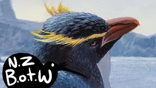 Chatham Island crested penguin - New Zealand Bird of the Week