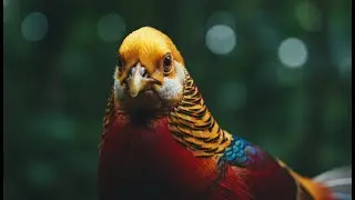 The Most Beautiful Birds in the World 4K HDR | Rare Exotic Wildlife & Deep Relaxation Film