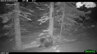 Wolverine video documentation in Tahoe National Forest