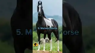 Top 10 best horse breeds in the world #shortsfeed #viral #trending #ytshorts