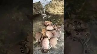 What's Under This Rock?! (So Many Weird Crabs!)