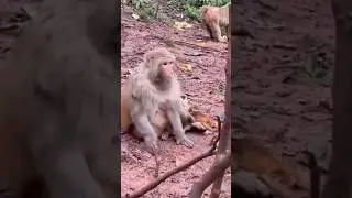 Monkey videos#shorts#funny#comedy#animals#cute#bander#Rushda hayat