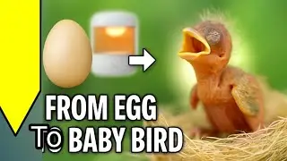 Strange Egg To Cute Baby Bird Journey 🐦