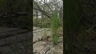 Day 14 - finding nature in  unexpected places