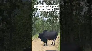 Jhargaon Village Marchula Jim Corbett National Park | Tiger Attack #trending #tiger #shorts #viral