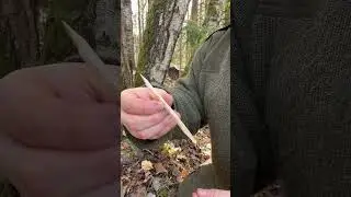 Birkensaft Zapfen leicht gemacht! Nat&uuml;rlicher Energydrink! #bushcraft #birchtree #survival #energy