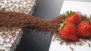 1,000 Ants vs. Obstacles