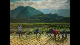 REALISTIC Oil Painting - Rice Fields..