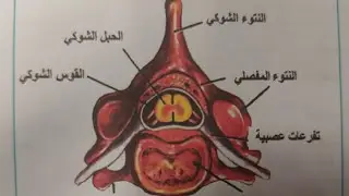 #رسم #تركيب الفقرة النموذجية #2026 #الفقرات #الثالث_متوسط #وزاري 