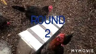 Chicken obstacle course