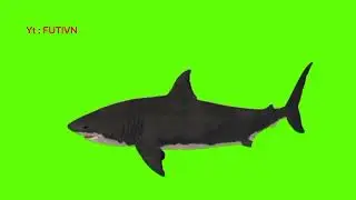 Green screen shark effects video free (hiu)