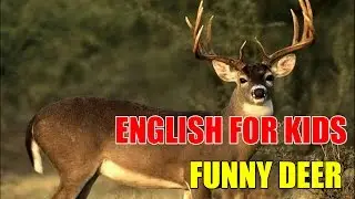 English For Kids - Lesson 15 - Deer - Funny Animal Videos