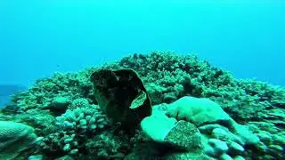 Pacific Divers